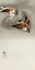 Picture of RING SPARROWS IN SNOW
