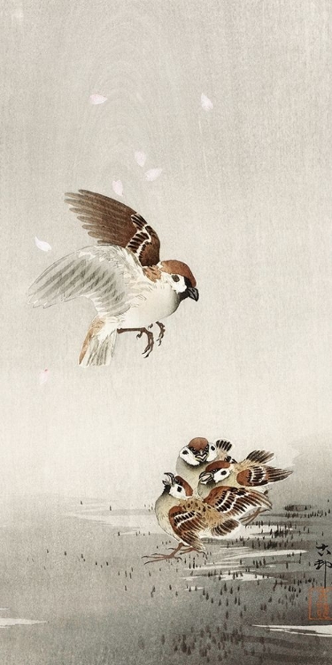 Picture of TREE SPARROW WITH BABIES