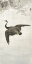 Picture of CORMORANT IN FLIGHT