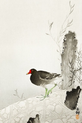 Picture of MOORHEN