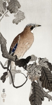 Picture of JAY ON TREE BRANCH