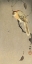 Picture of BUFFALO WING SHRIKE AND SPIDER