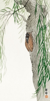 Picture of CICADA ON TREE