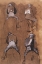 Picture of FOUR STUDIES OF A JOCKEY