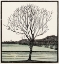Picture of BALD TREE 