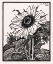 Picture of SUNFLOWER