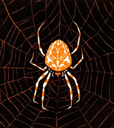 Picture of SPIDER IN A WEB 