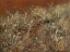 Picture of THISTLES