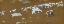 Picture of SHEEP