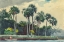 Picture of RED SHIRT, HOMOSASSA, FLORIDA