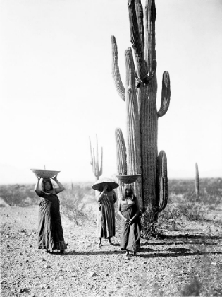 Picture of SAGUARO GATHERERS, MARICOPA, ARIZONA, CA. 1907