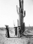 Picture of SAGUARO GATHERERS, MARICOPA, ARIZONA, CA. 1907