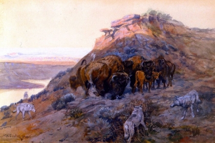 Picture of BUFFALO HERD AT BAY