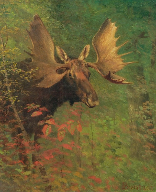 Picture of STUDY OF A MOOSE