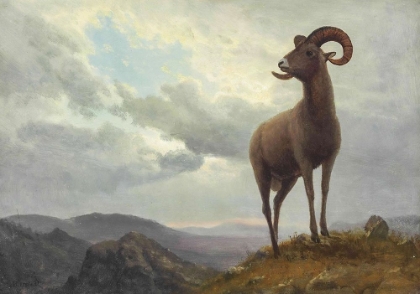 Picture of LONG HORNED SHEEP