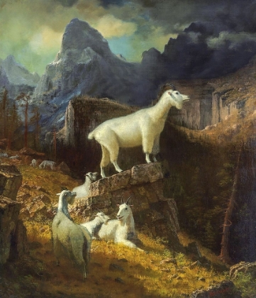 Picture of ROCKY MOUNTAIN GOATS