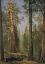 Picture of THE GRIZZLY GIANT SEQUOIA, MARIPOSA GROVE, CALIFORNIA