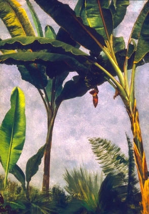 Picture of BANANA TREES