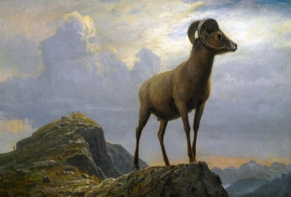 Picture of STUDY OF A BIGHORN RAM