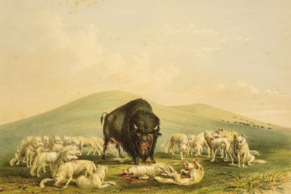 Picture of BUFFALO HUNT, WHITE WOLVES ATTACKING BUFFALO BULL