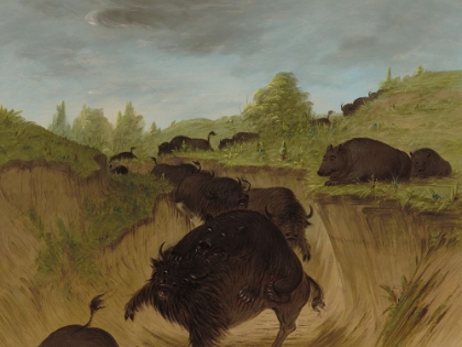 Picture of GRIZZLY BEARS ATTACKING BUFFALO