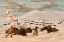 Picture of WINTER SPORT OF KILLING BUFFALO