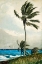 Picture of PALM TREE, NASSAU