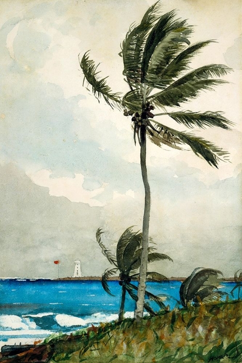 Picture of PALM TREE, NASSAU