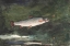 Picture of LEAPING TROUT