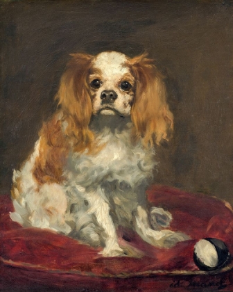 Picture of A KING CHARLES SPANIEL