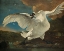 Picture of THE THREATENED SWAN