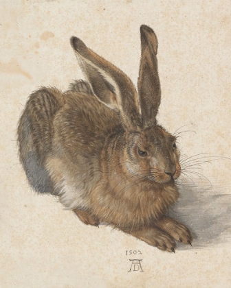 Picture of YOUNG HARE