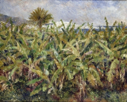 Picture of FIELD OF BANANA TREES