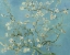 Picture of ALMOND BLOSSOM