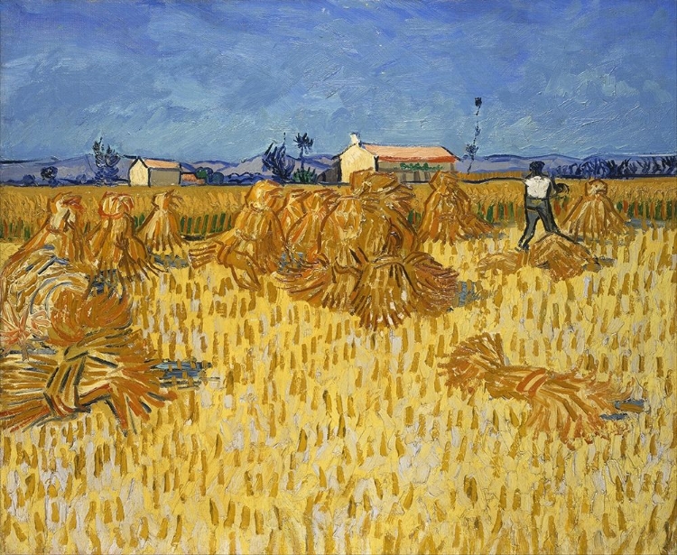 Picture of CORN HARVEST IN PROVENCE