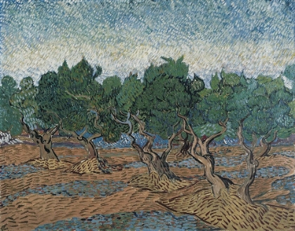 Picture of OLIVE GROVE