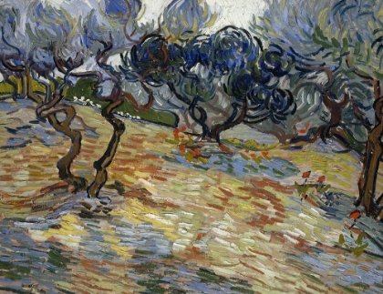 Picture of OLIVE TREES, BRIGHT BLUE SKY