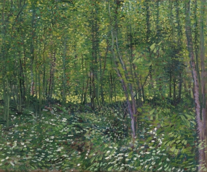 Picture of TREES AND UNDERGROWTH