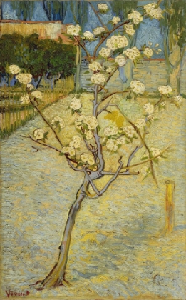 Picture of SMALL PEAR TREE IN BLOSSOM