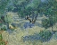 Picture of OLIVE ORCHARD