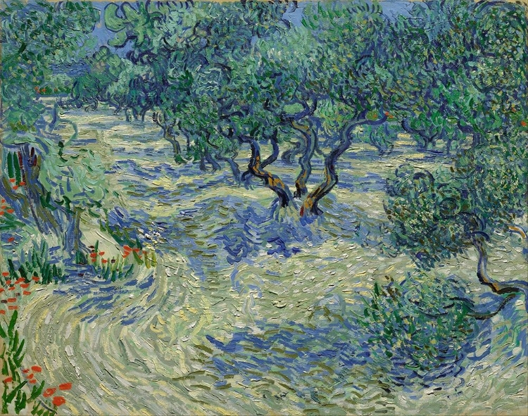 Picture of OLIVE ORCHARD