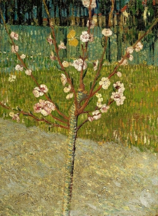 Picture of ALMOND TREE IN BLOSSOM