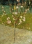 Picture of ALMOND TREE IN BLOSSOM