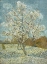 Picture of THE PINK PEACH TREE