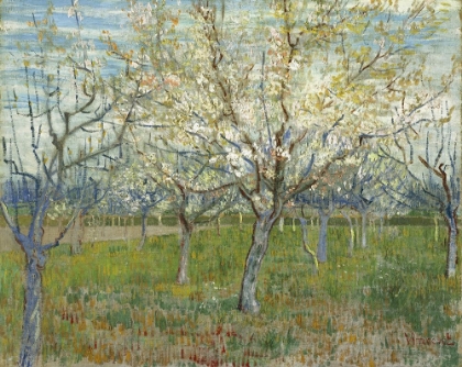 Picture of ORCHARD WITH BLOOMING APRICOT TREES