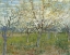 Picture of ORCHARD WITH BLOOMING APRICOT TREES