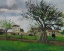 Picture of APPLE TREES AT PONTOISE, THE HOUSE OF PERE GALLIEN