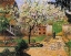 Picture of PLUM TREES IN BLOSSOM, ERAGNY