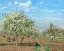 Picture of ORCHARD IN BLOOM, LOUVECIENNES