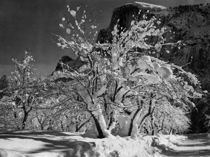 Picture of HALF DOME-APPLE ORCHARD-YOSEMITE-CALIFORNIA